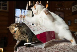 打猫视频,打猫视频引发社会关注与反思